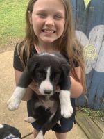 Border Collie Puppies for sale in Pontotoc, MS 38863, USA. price: NA