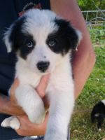 Border Collie Puppies for sale in Mason, MI 48854, USA. price: NA