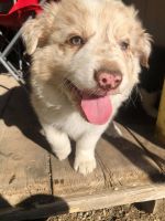 Border Collie Puppies for sale in Downey, ID 83234, USA. price: NA
