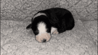 Border Collie Puppies for sale in Miami, FL, USA. price: NA