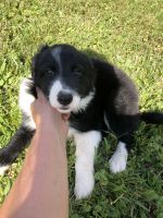 Border Collie Puppies for sale in Bardstown, KY 40004, USA. price: NA