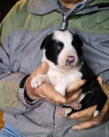 Border Collie Puppies for sale in Alliance, OH 44601, USA. price: NA