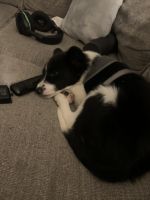 Border Collie Puppies for sale in Pontotoc, OK 74820, USA. price: NA