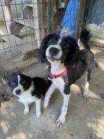 Border Collie Puppies for sale in Dover, KY 41034, USA. price: NA