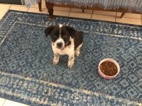 Border Collie Puppies for sale in Northumberland, PA 17857, USA. price: NA