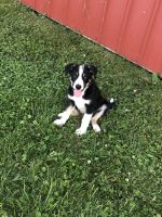 Border Collie Puppies for sale in Collins, OH 44826, USA. price: NA