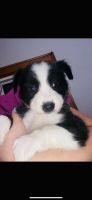 Border Collie Puppies for sale in Chatham, IL, USA. price: NA