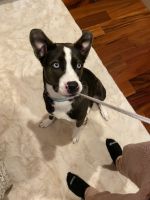 Border Collie Puppies for sale in Laramie, WY, USA. price: NA