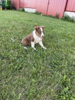 Border Collie Puppies for sale in Collins, OH 44826, USA. price: NA