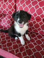 Border Collie Puppies for sale in Charleston, WV, USA. price: NA