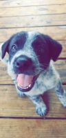 Border Collie Puppies for sale in Somerville, TX 77879, USA. price: NA