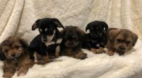 Border Terrier Puppies for sale in SE 131st Ave, Portland, OR, USA. price: NA