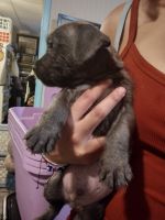 Border Terrier Puppies for sale in Lutz, FL 33549, USA. price: NA