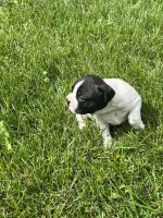 Border Terrier Puppies for sale in Warrenville, IL, USA. price: NA