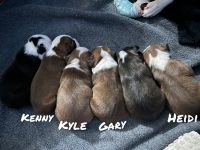 Border Terrier Puppies for sale in Tarpon Springs, FL 34688, USA. price: NA