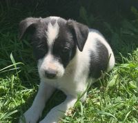 Border Terrier Puppies for sale in Preston, MN 55965, USA. price: $75