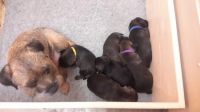 Border Terrier Puppies for sale in South Miami, FL, USA. price: NA