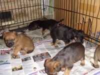 Border Terrier Puppies for sale in Honolulu, HI, USA. price: NA