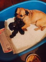 Border Terrier Puppies for sale in Indianapolis, IN, USA. price: NA