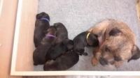 Border Terrier Puppies for sale in New York, NY, USA. price: NA