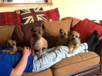 Border Terrier Puppies for sale in Indianapolis, IN, USA. price: NA
