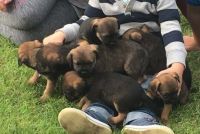 Border Terrier Puppies for sale in Carlsbad, CA, USA. price: NA