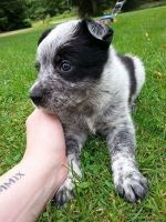 Border Terrier Puppies for sale in Huntington Beach, CA, USA. price: NA