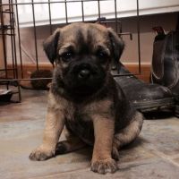 Border Terrier Puppies for sale in Missiouri CC, Elsberry, MO 63343, USA. price: NA
