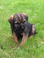 Border Terrier Puppies for sale in Minnesota St, St Paul, MN 55101, USA. price: NA