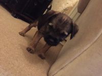Border Terrier Puppies for sale in NJ-38, Cherry Hill, NJ 08002, USA. price: NA