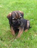 Border Terrier Puppies for sale in Chandler, AZ, USA. price: NA