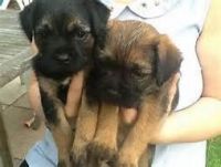 Border Terrier Puppies for sale in Fort Collins, CO, USA. price: NA