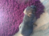 Border Terrier Puppies for sale in Texas City, TX, USA. price: NA