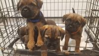 Border Terrier Puppies for sale in Los Angeles, CA, USA. price: NA