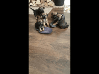 Border Terrier Puppies for sale in Norwalk, CA, USA. price: NA