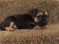 Border Terrier Puppies for sale in Chicago, IL, USA. price: NA