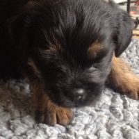 Border Terrier Puppies for sale in Lansing, MI, USA. price: NA