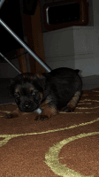 Border Terrier Puppies for sale in SC-14, Fountain Inn, SC 29644, USA. price: NA