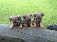Border Terrier Puppies for sale in Dallas, TX, USA. price: NA