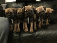 Border Terrier Puppies for sale in Dallas, TX, USA. price: NA
