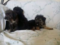 Border Terrier Puppies for sale in California St, San Francisco, CA, USA. price: NA