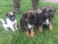 Border Terrier Puppies Photos