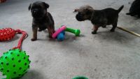 Border Terrier Puppies for sale in Houston, TX 77001, USA. price: NA