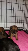 Border Terrier Puppies for sale in Philadelphia, PA, USA. price: NA