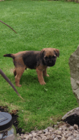 Border Terrier Puppies for sale in Los Angeles, CA 90012, USA. price: NA