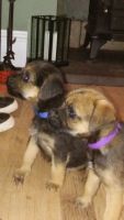Border Terrier Puppies for sale in Austin, TX, USA. price: NA