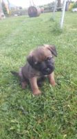 Border Terrier Puppies for sale in El Paso, TX, USA. price: NA