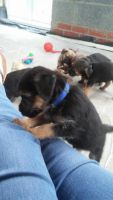 Border Terrier Puppies for sale in Beaverton, OR, USA. price: NA