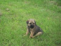 Border Terrier Puppies for sale in Detroit, MI, USA. price: NA