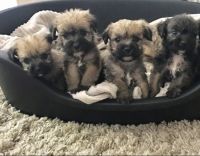 Border Terrier Puppies Photos